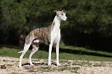 WHIPPET 083